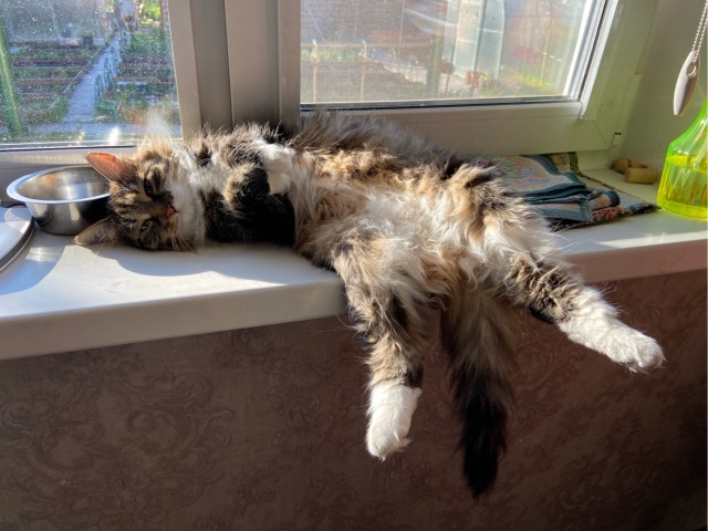 С котовторником!