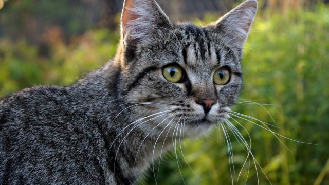 Которник