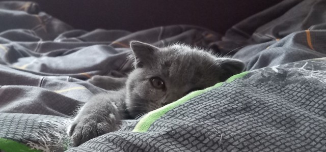 Котовторнику быть