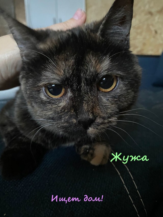 Жизнь домашнего приюта "Котоленд" 320