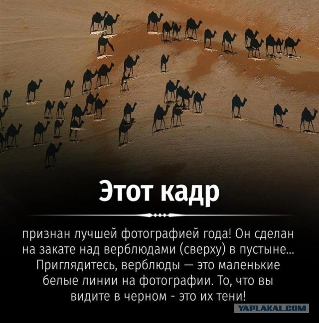 Лучшая фотография года