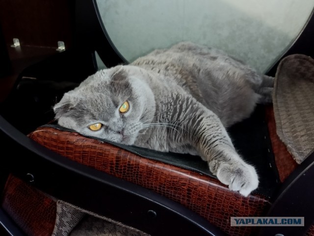 Шерстяной котовторник. Октябрь 2022