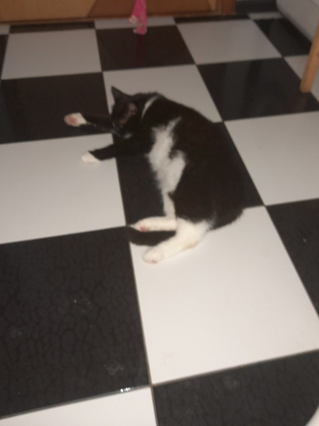 Мама, я котика одного нашла!