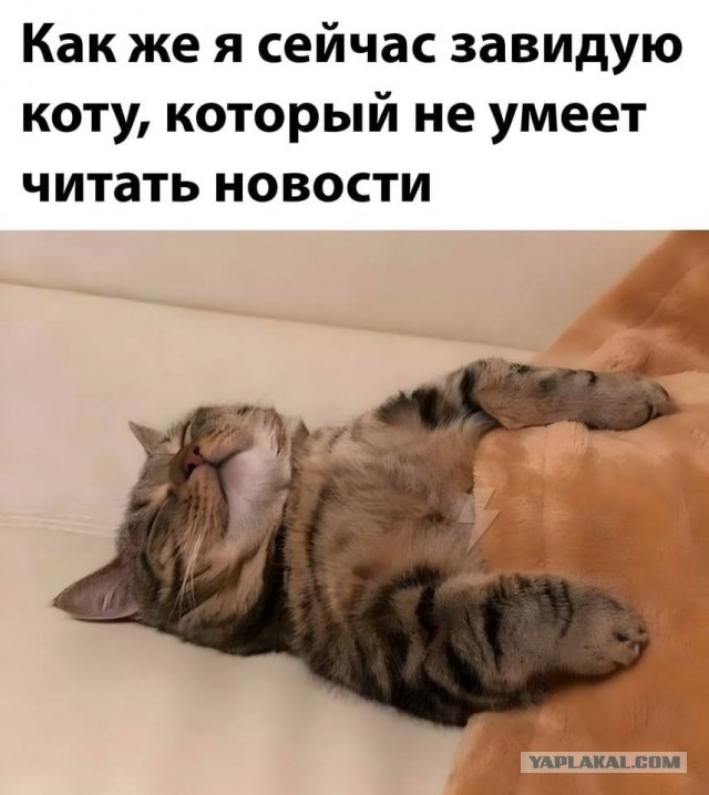 Коточетверг!