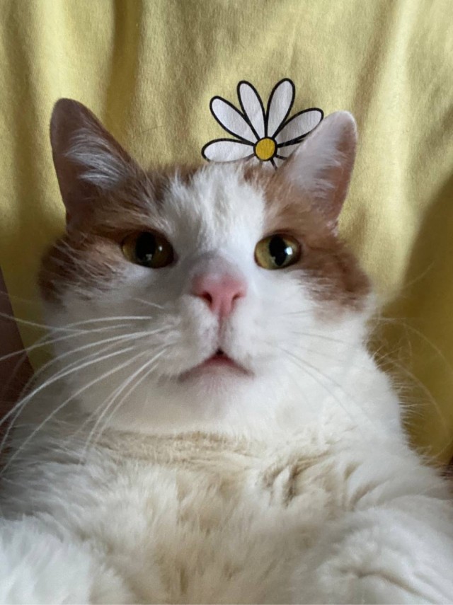 Котовторник