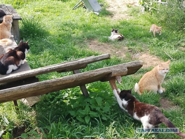 Жизнь домашнего приюта для котеек 456