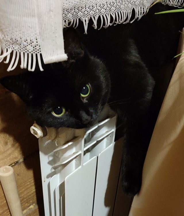 Кот в рамках бытия