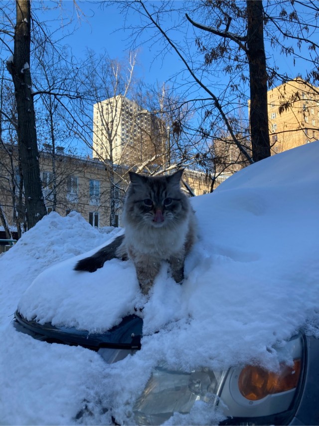 Котики из снега и котики на снегу