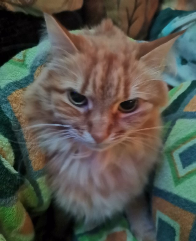 Всем кота за мой счёт. Я настаиваю