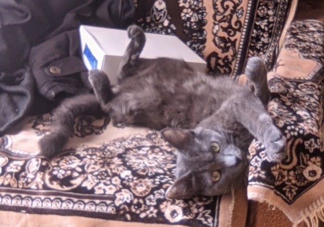 А в какой позе у вас спят кошки?