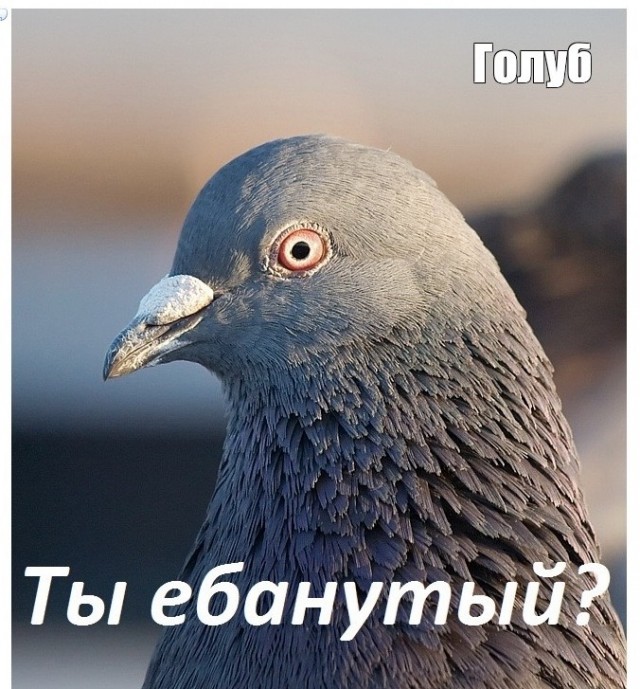 Голубов, бросай Пахачи и в Питер