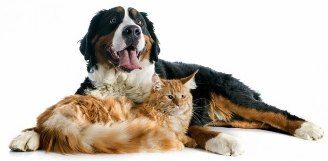 У владельцев собак и кошек мозг стареет медленнее