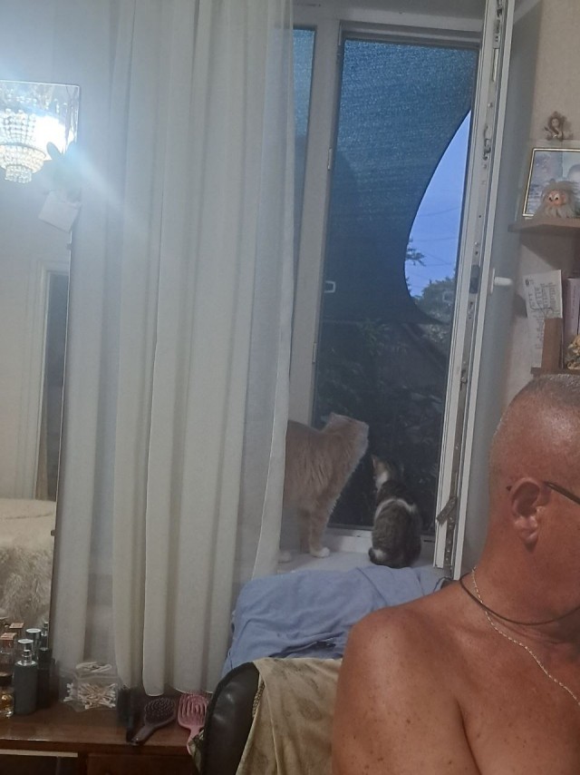 А там собакен.