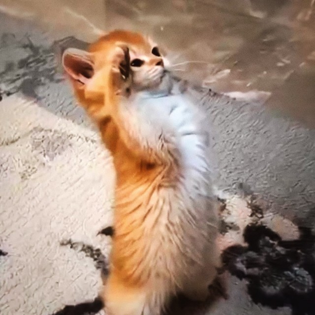 Котик спас своему хозяину жизнь — парень на Reddit рассказал, как его питомец учуял утечку газа и поднял тревогу