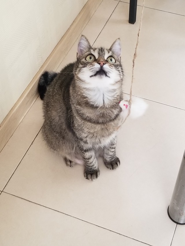 Котовторник