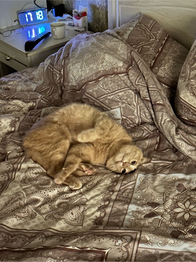 Дурацких фото котов тред