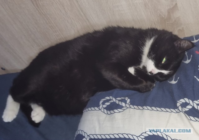 А как спит ваша котейка