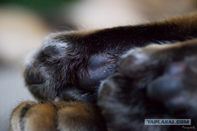 Котовторник 23.07.2013