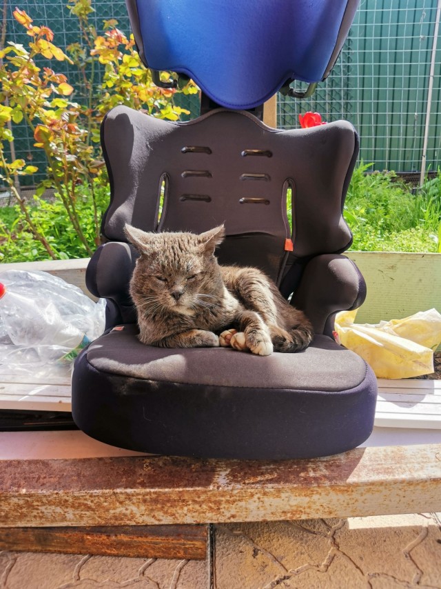 Котовторник 29.09.2026
