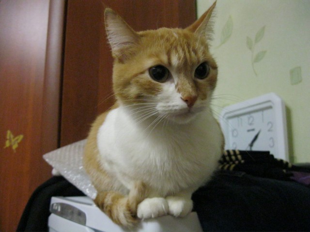 Котовторник   31.12.  2013
