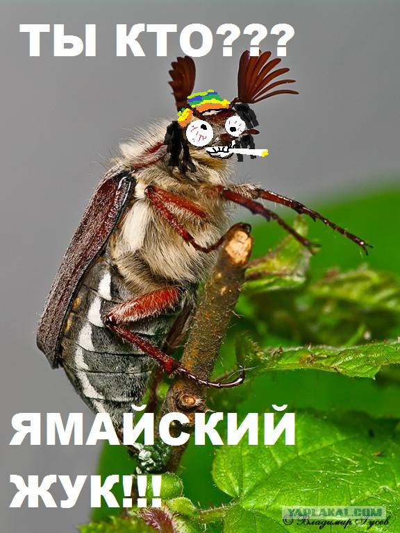 Кстати уже появились!