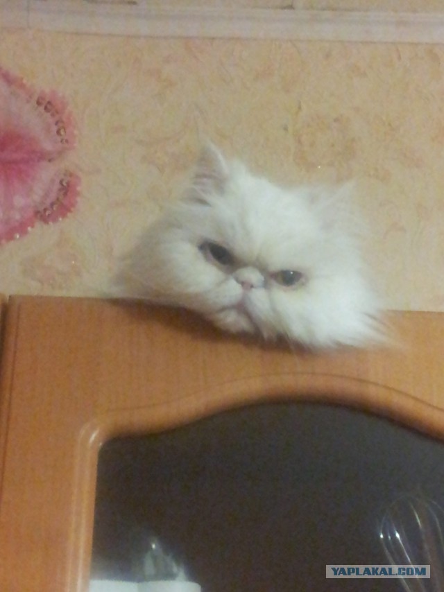 Необычный котёнок.