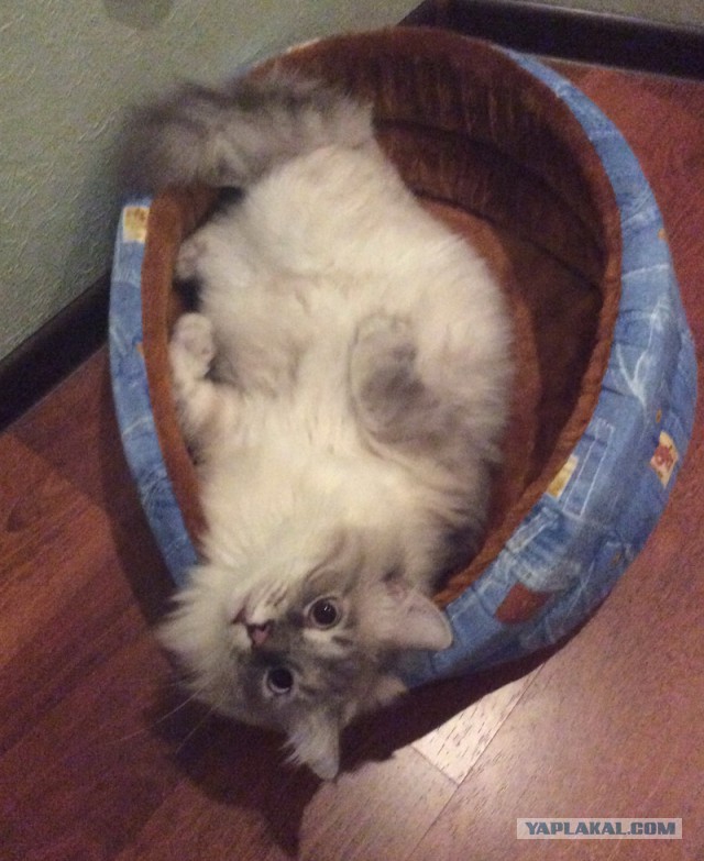 Котовторник 30.09.2014