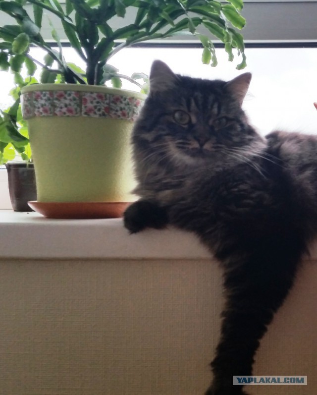 Котовторник 7.10.2014