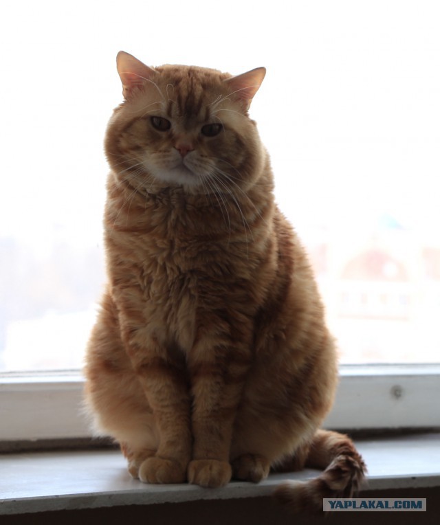 Котовторник 06.01.2015