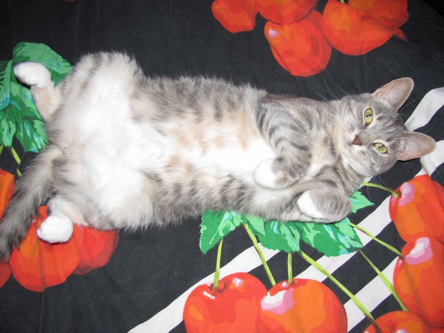 Котовторник