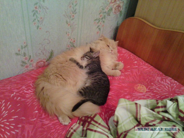 Котовоскресенье