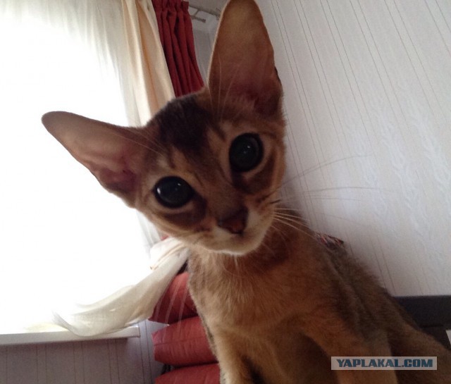 Котовторник 16.06.2015., Котовторник наступил!