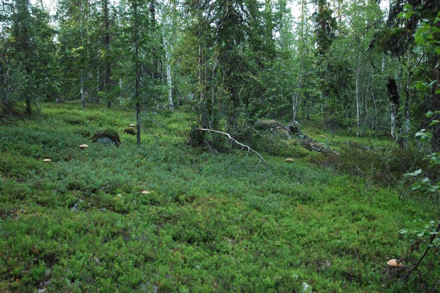 Деревенская Америка