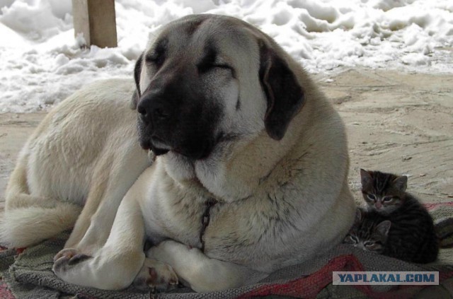 Позитива пост. Собакены и Котены.