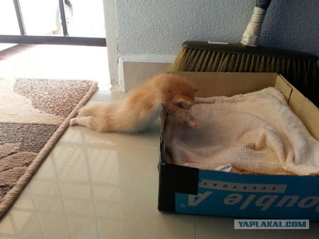 Котовторник