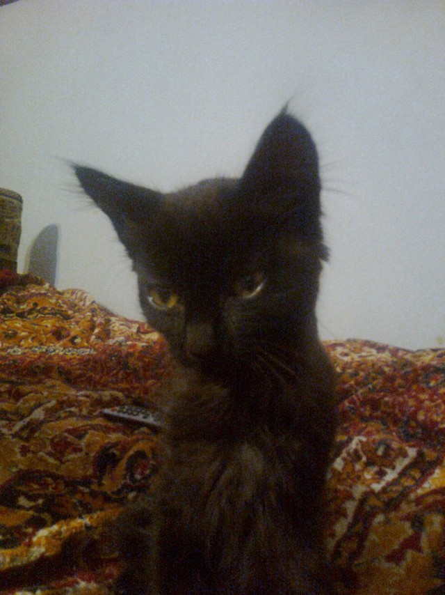 Котовторник 02.02.2016