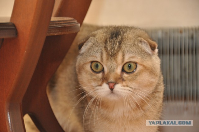 Котовторник  01.03.2016