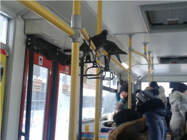 Любители бесплатного проезда