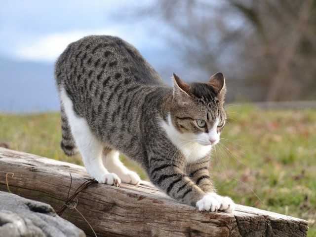 Коты из сети