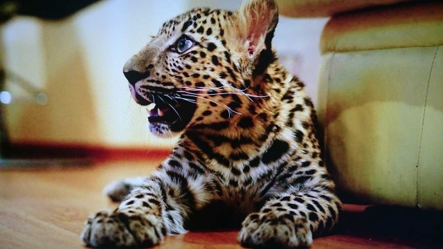Лина. Леопард.