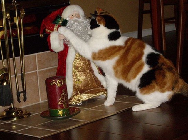 Коты из сети