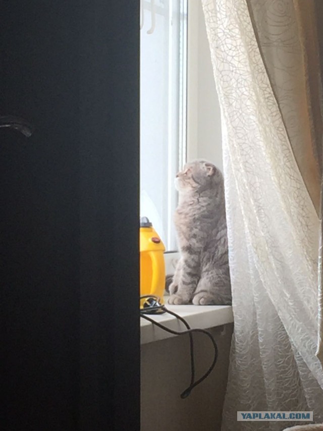 Котовторник 28.02.2017