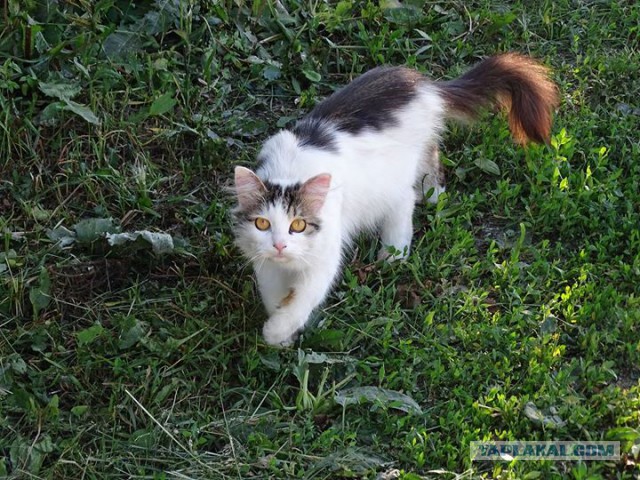 Котовторник 27.06.2017