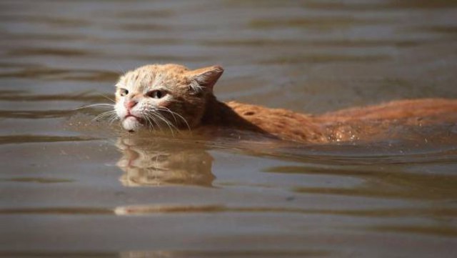 Коты и Кошки