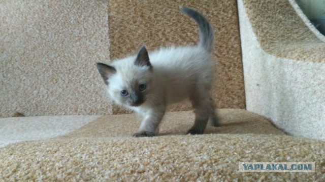 Котовторник 28.11.2017