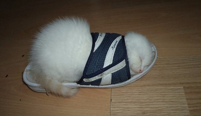 Котовторник 12.12.2017