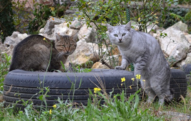 Коты и Кошки