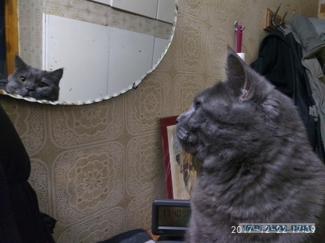 Котовторник!