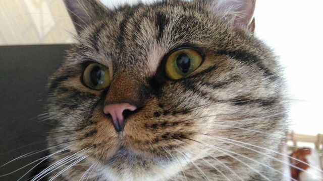 Котовторник 9.01.2018