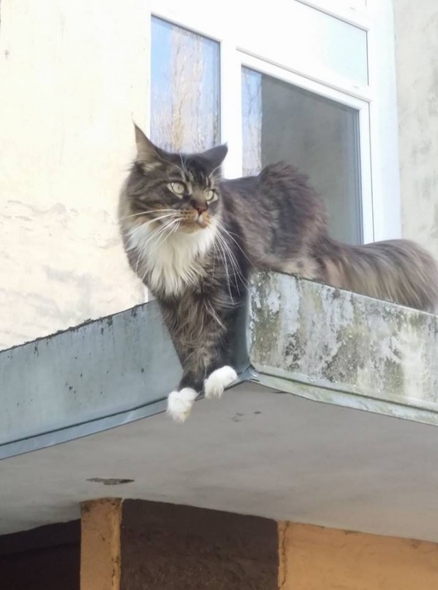 Котовторник 24.04.2018